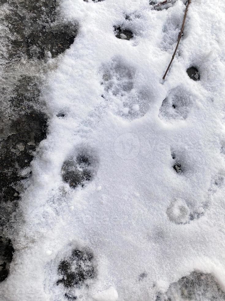 hond sporen in de sneeuw. foto