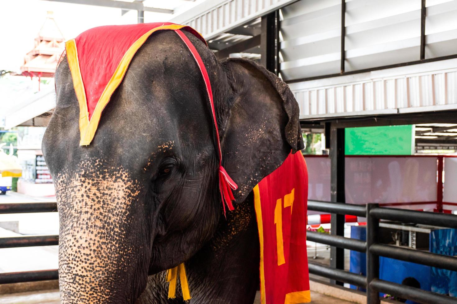 portret dichtbij omhoog olifant in de dierentuin foto