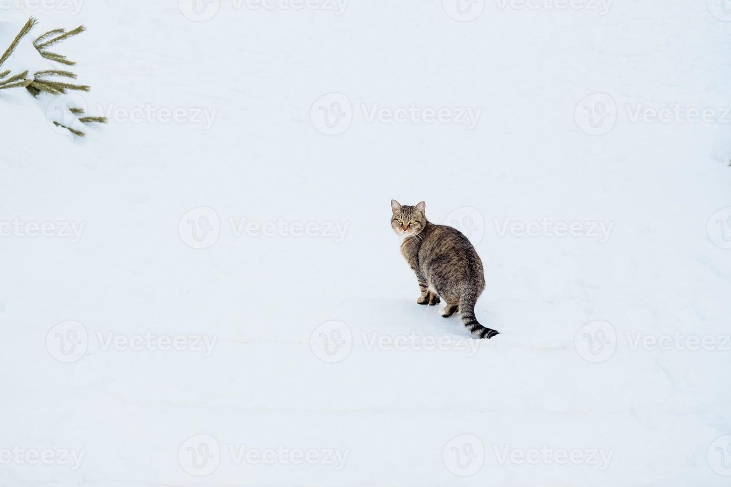 veelkleurig kat zit Aan de sneeuw. verlaten katten in winter foto