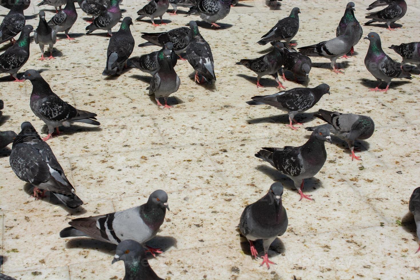 lief wild duiven vogel leven in stedelijk milieu foto