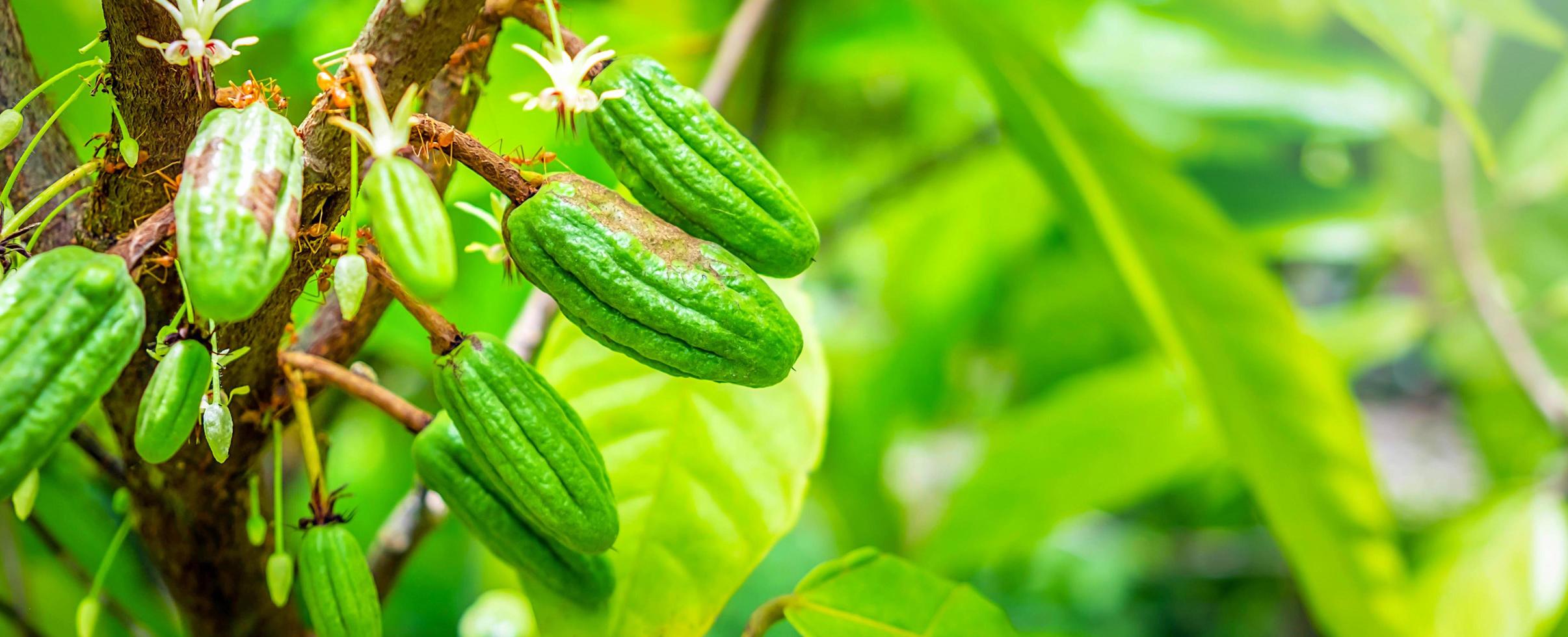 rauw klein groen cacao peulen oogsten. groeit cacao fruit hangende Aan een boom cacao foto