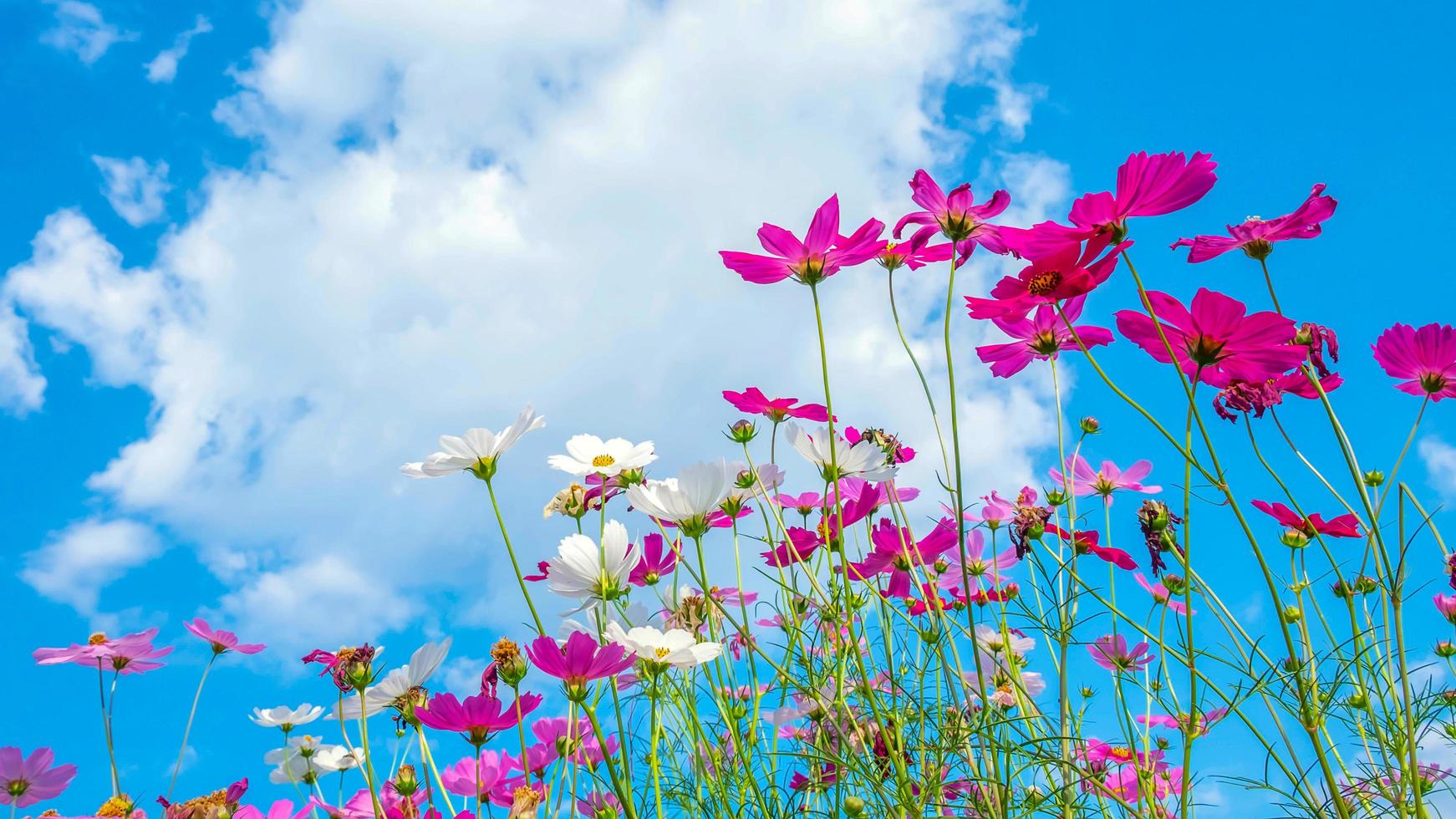 laag hoek visie van mooi kleurrijk kosmos bloem veld- met mooi lucht en wolken. dichtbij omhoog kosmos bloem achtergrond. foto