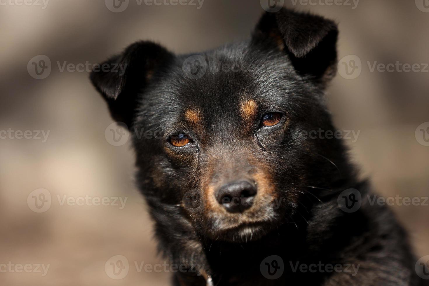 zwart bastaard- hond geketend naar een keten in leven voorwaarden in de buurt haar stand en voedsel kommen op zoek in camera. werf jong hond Aan een ketting. natuurlijk landelijk tafereel. foto