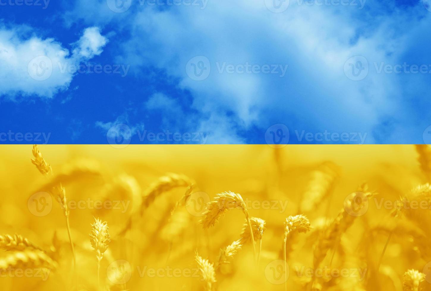 afgezwakt foto van een oren tarwe veld- onder lucht in de nationaal kleuren van de vlag van Oekraïne - blauw en geel. symbool van vrijheid oekraïens mensen. solidariteit met Oekraïne