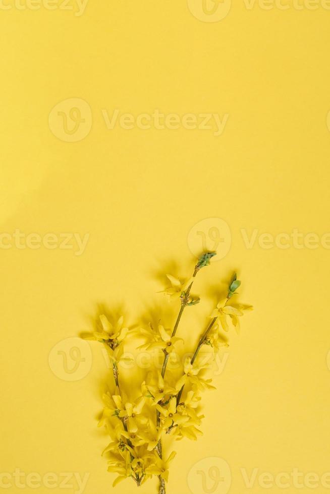 een bloeiend geel forsythia Afdeling Aan een geel achtergrond. voorjaar kaart voor Pasen of moeder dag foto