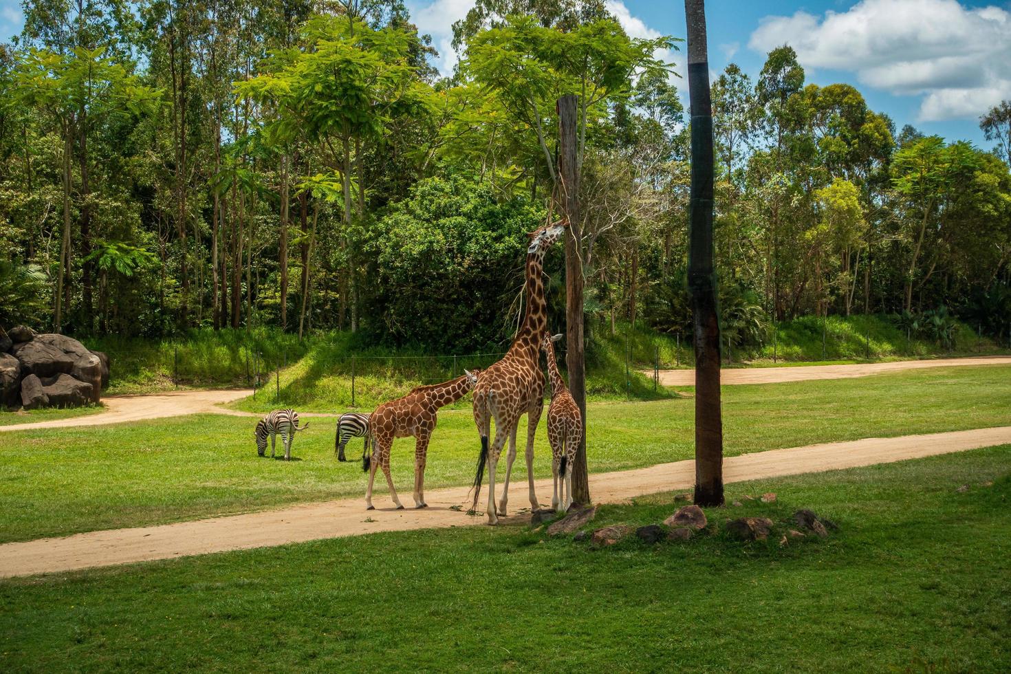 giraffe Bij een dierentuin foto