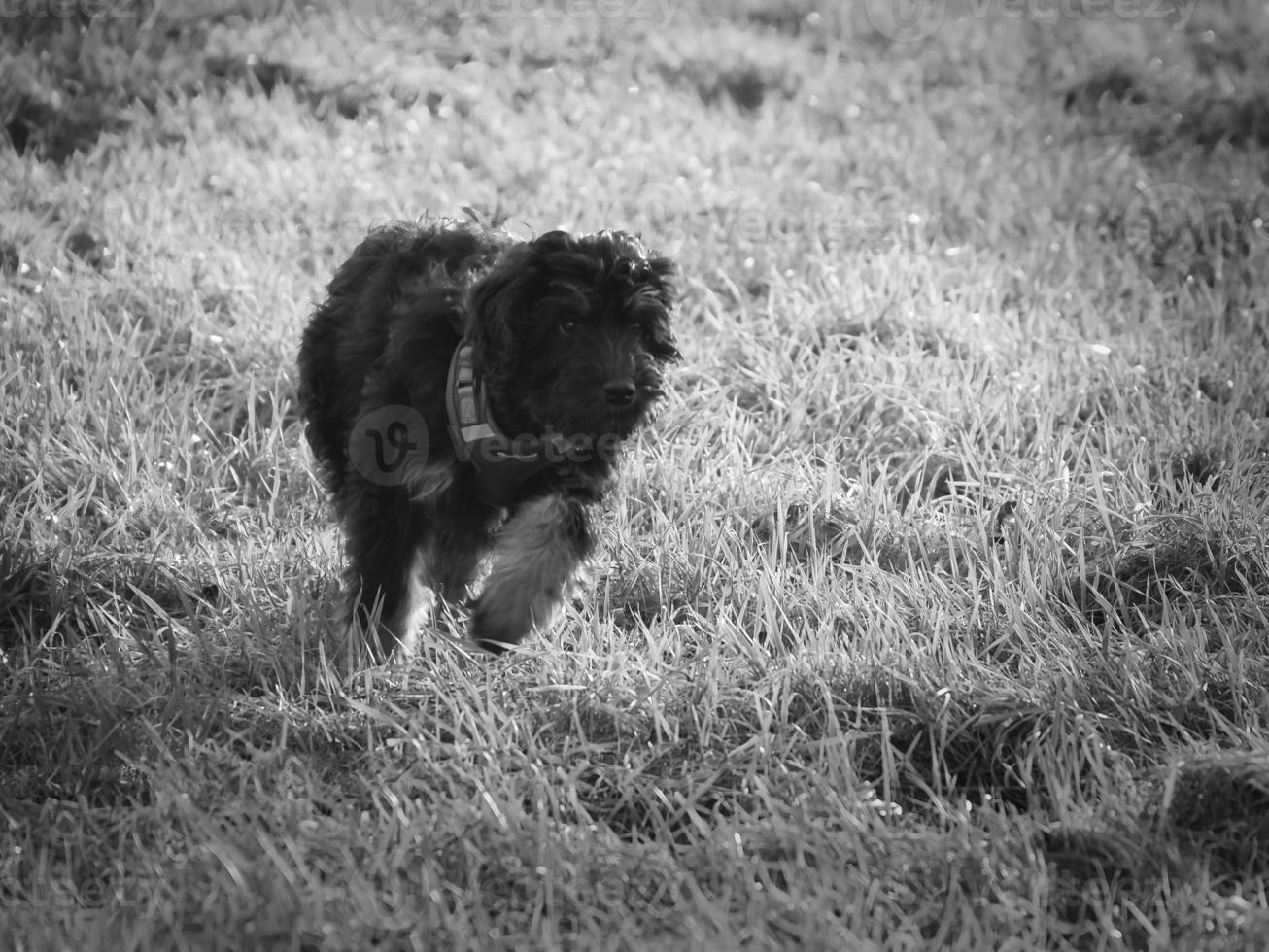 goldendoodle puppy spelen Aan een weide. hybride hond dat doet niet oorzaak dier haar- allergie foto