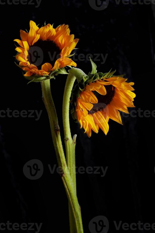 geel zon bloem Aan een zwart achtergrond foto