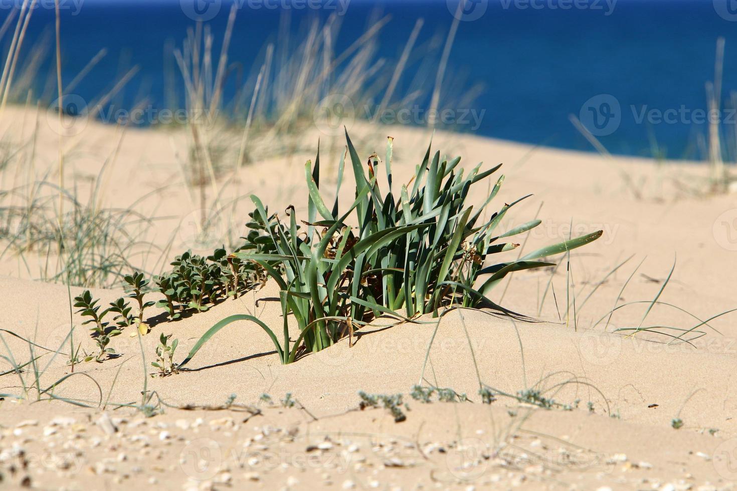 groen planten en bloemen toenemen Aan de zand Aan de middellandse Zee kust. foto