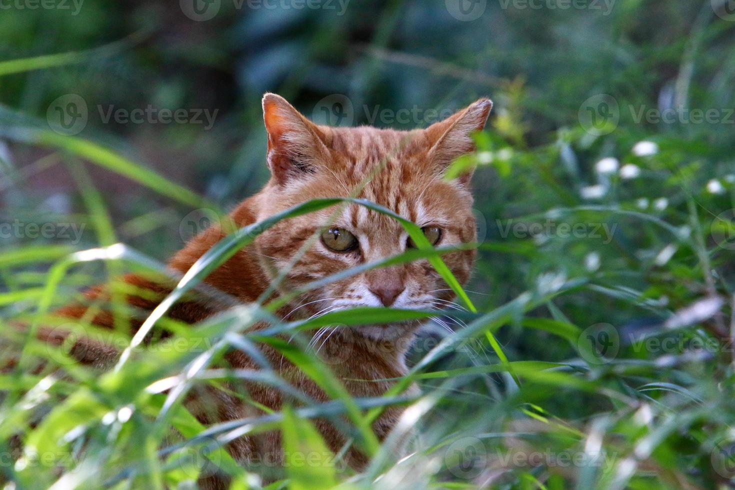 de huiskat is een zoogdier uit de kattenfamilie van de carnivora-orde. foto