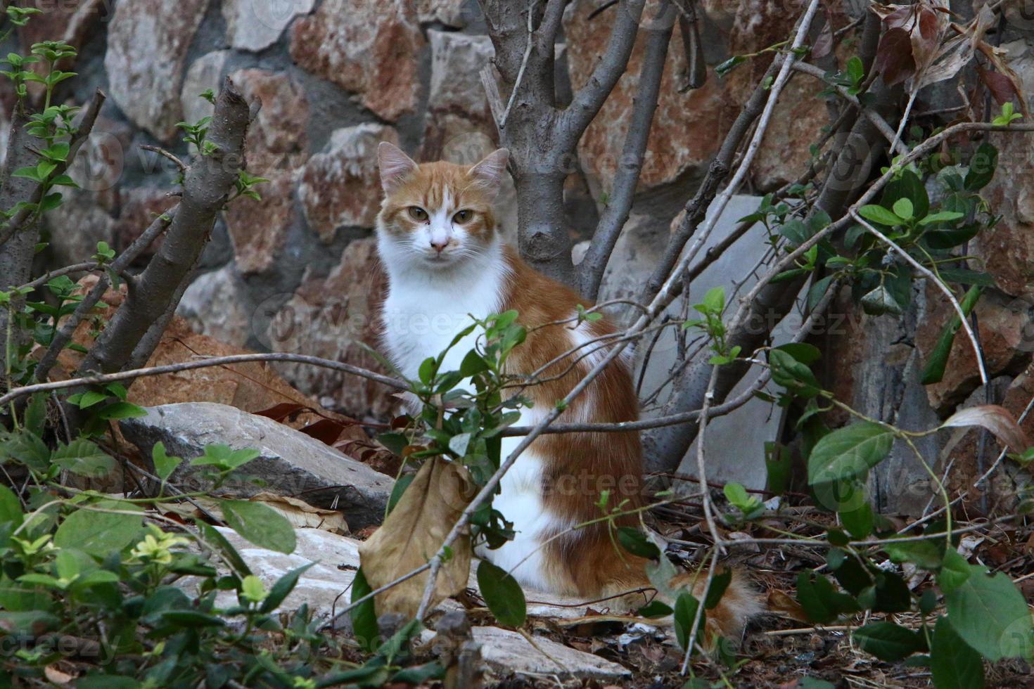 de huiskat is een zoogdier uit de kattenfamilie van de carnivora-orde. foto