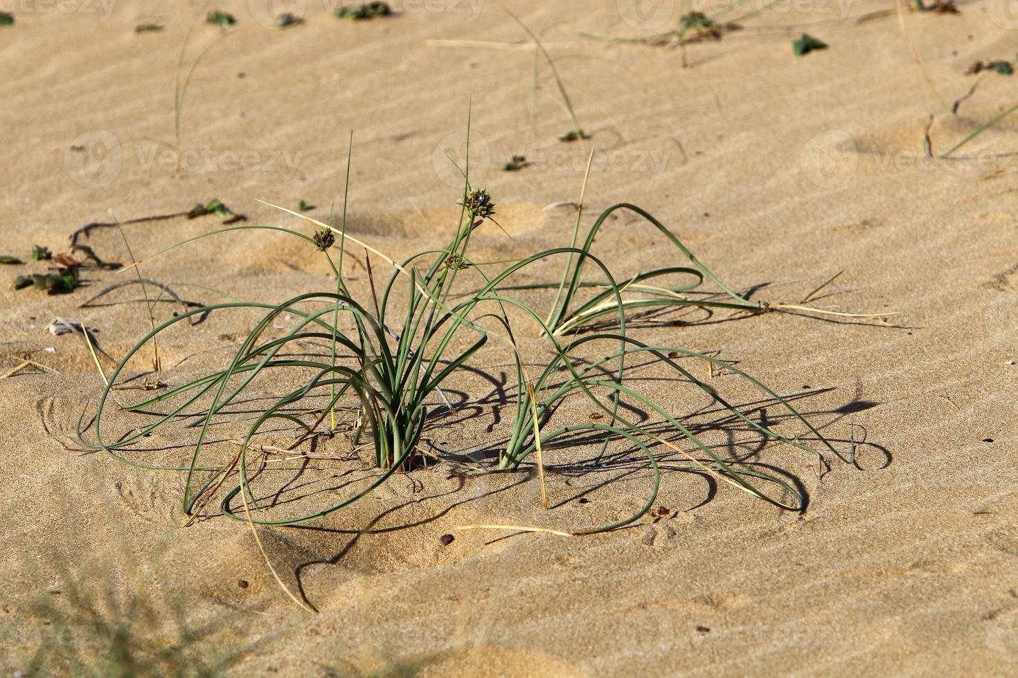 groen planten en bloemen toenemen Aan de zand Aan de middellandse Zee kust. foto