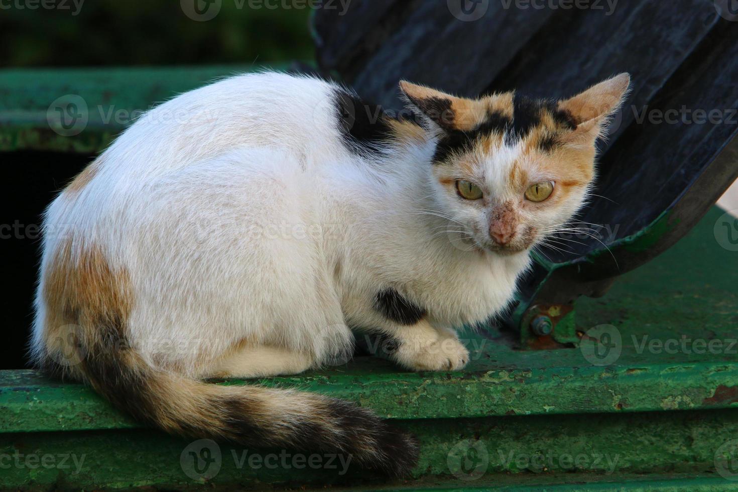 de huiskat is een zoogdier uit de kattenfamilie van de carnivora-orde. foto