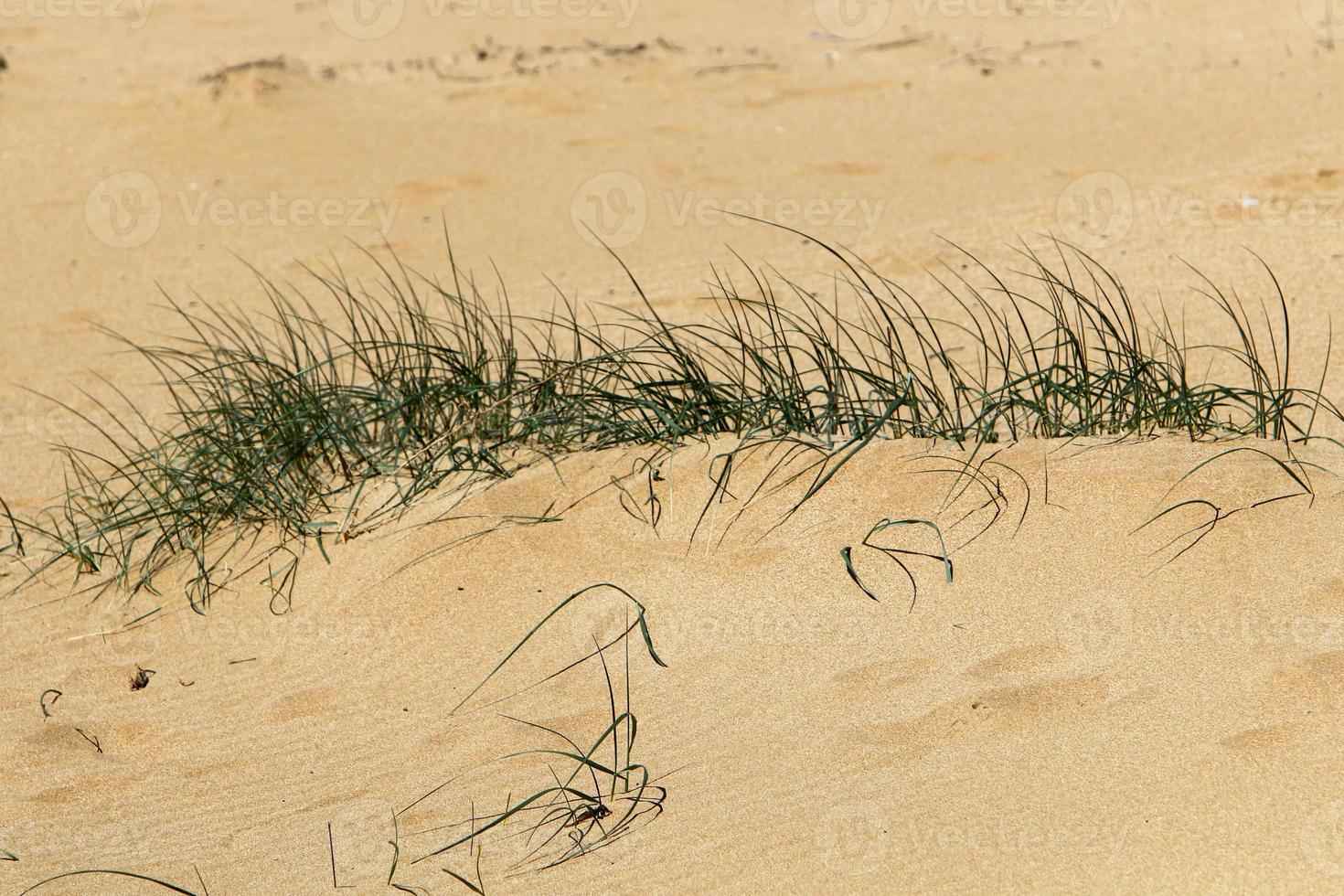 groen planten en bloemen toenemen Aan de zand Aan de middellandse Zee kust. foto