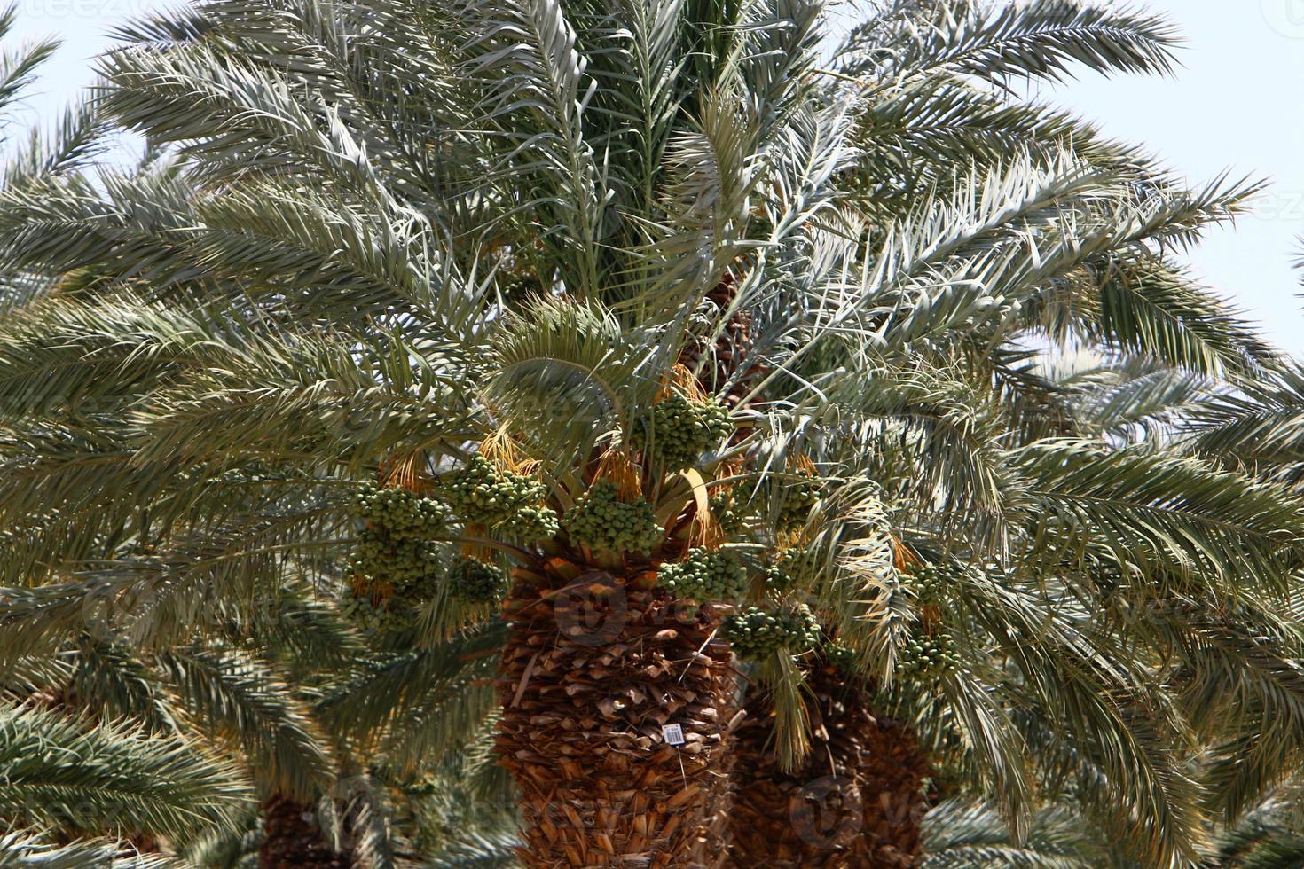 datum palm in een stad park in Israël. foto