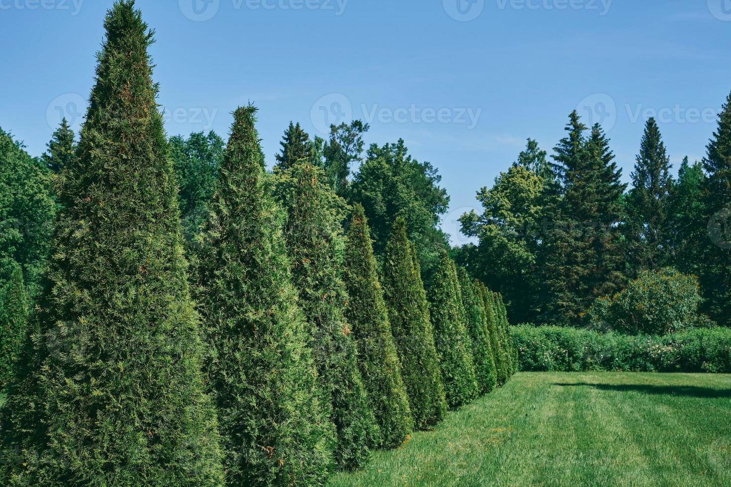 groen haag van arborvitae tegen de backdrop van een park en een weide. natuurlijk achtergrond, selectief focus foto