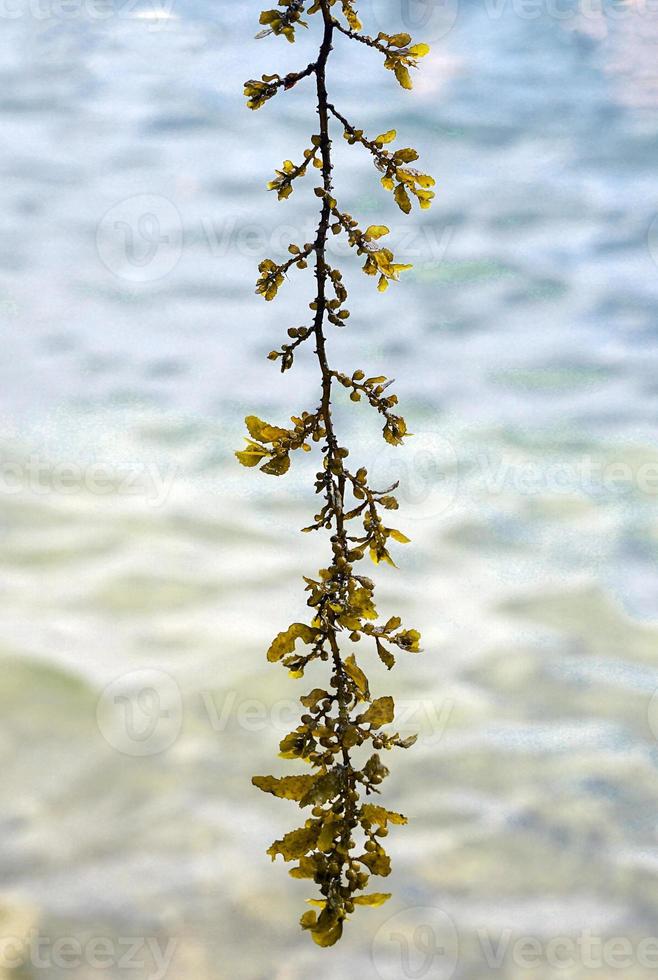 dichtbij omhoog sargassum is een bruin algen de tropen het is belangrijk naar de marinier ecosysteem. de romp heeft veel takken en bladeren Leuk vinden een boom. het is een leefgebied voor een breed verscheidenheid van marinier dieren. foto