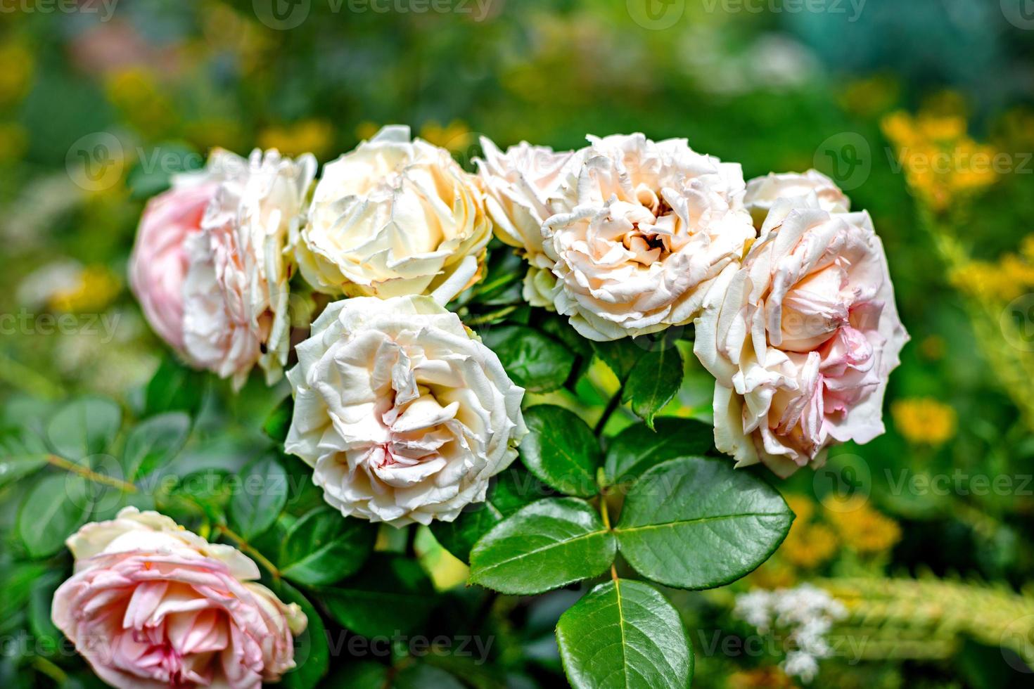 rozen op een struik in een tuin. ondiepe dof foto