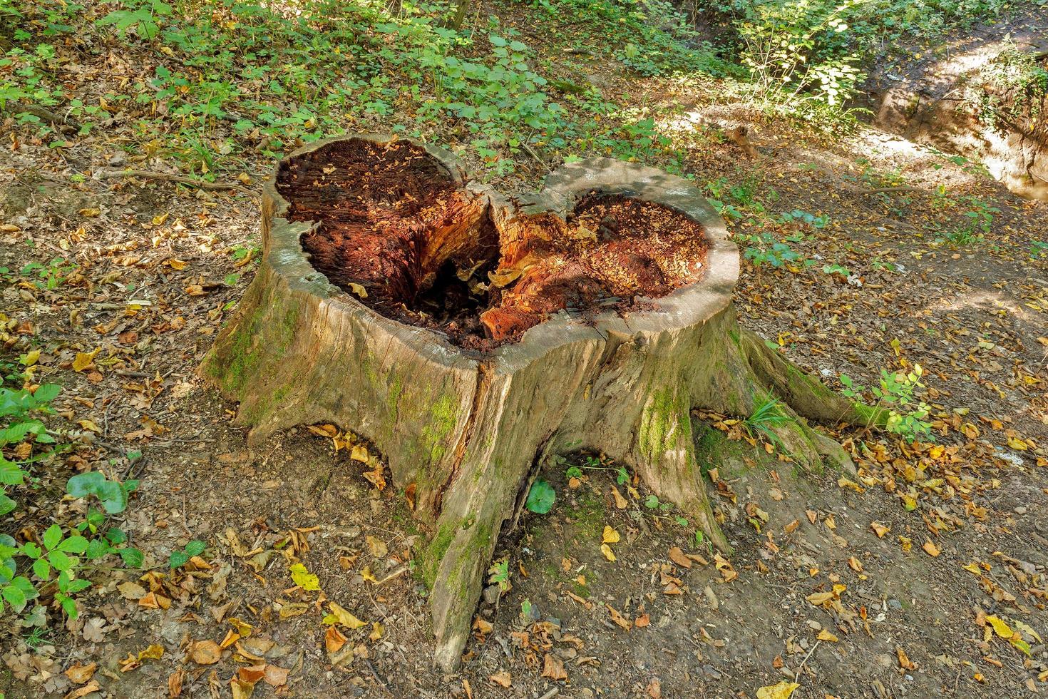 groot boom stomp Aan opruimen in een Woud detailopname foto