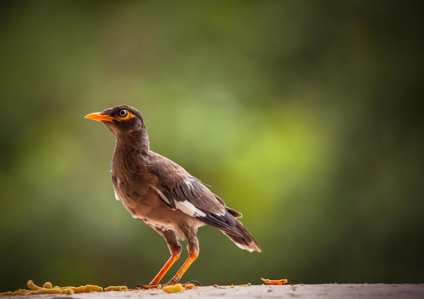 close-up van een bruine vogel foto