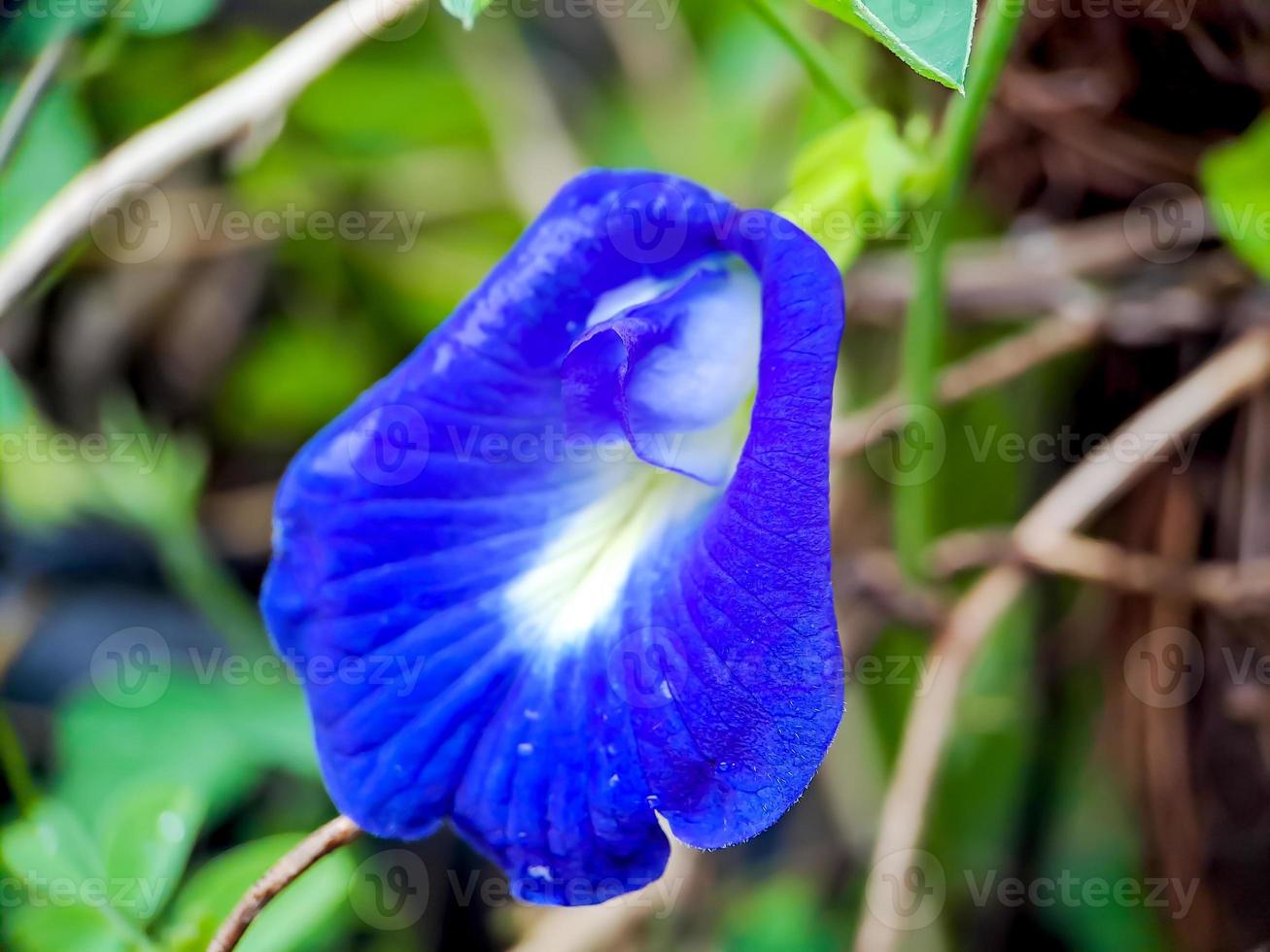 macro vlinder erwt bloem blauw erwt, blauwklokje, cordofan erwt, clitoria ternatea met groen bladeren geïsoleerd Aan vervagen achtergrond. in een helder vroeg ochtend- schot.t foto