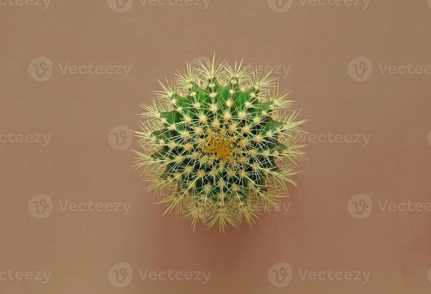 top visie van een groen cactus met groot scherp stekels Aan een gekleurde pastel achtergrond. kamerplant gouden vat cactus, echinocactus grusonii fabriek. detailopname, kopiëren ruimte. foto