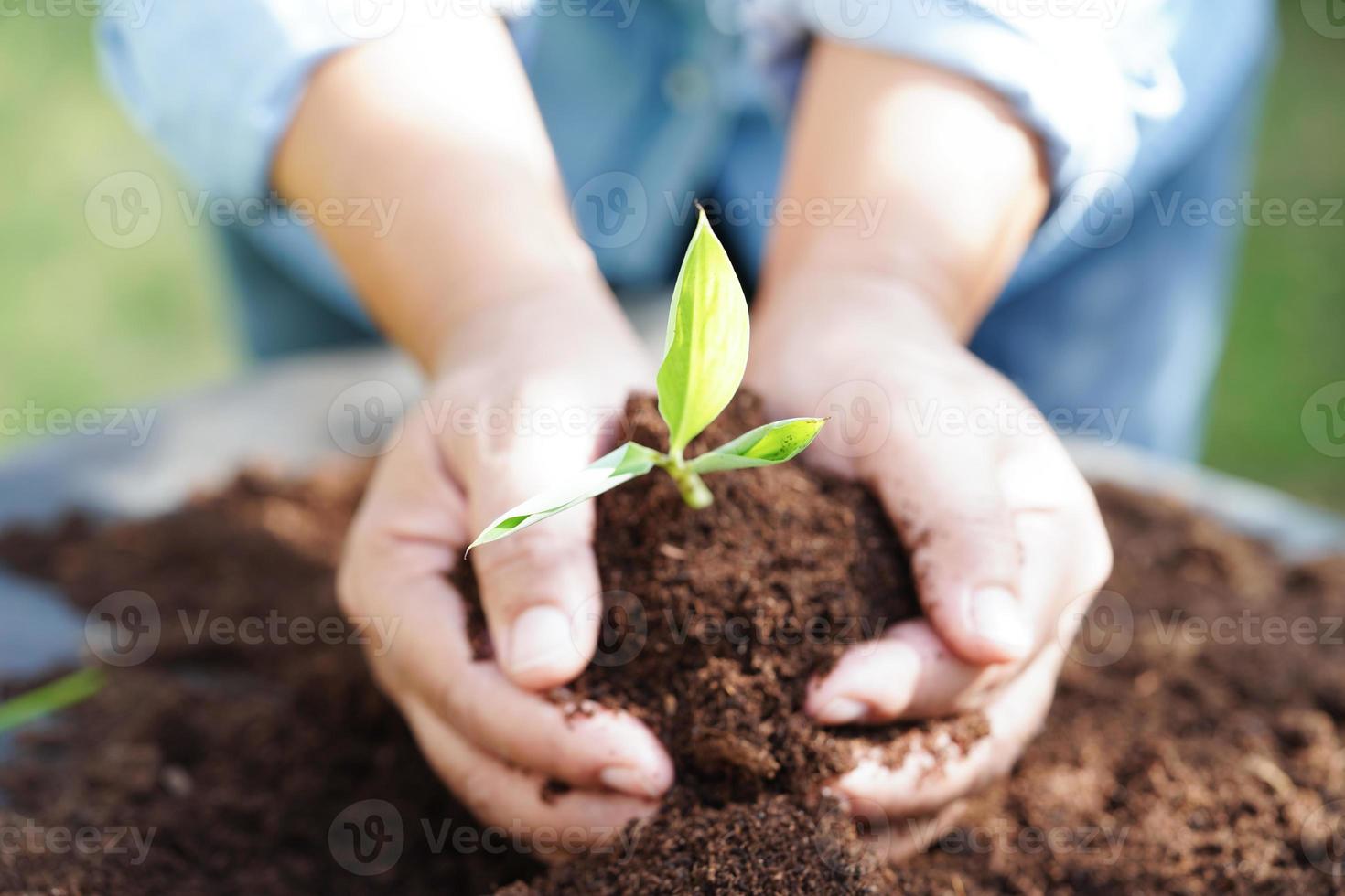 boom groeit met hand, eco aarde dag, opslaan wereld, opslaan aarde, Gaan groen foto