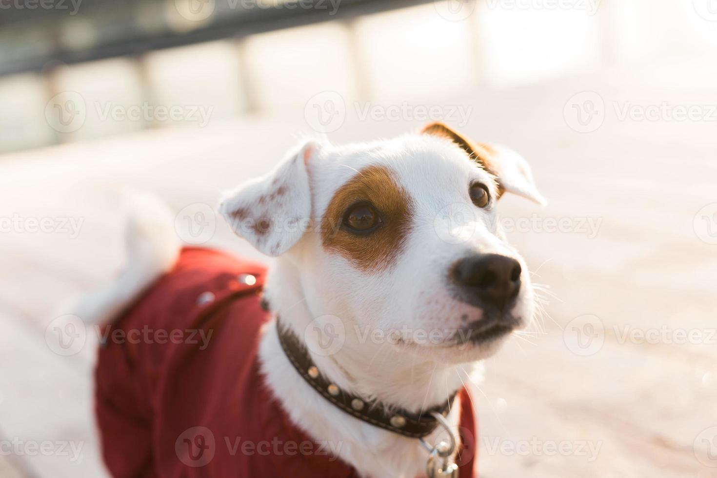 aanbiddelijk jack Russell terriër buitenshuis. portret van een weinig hond. foto