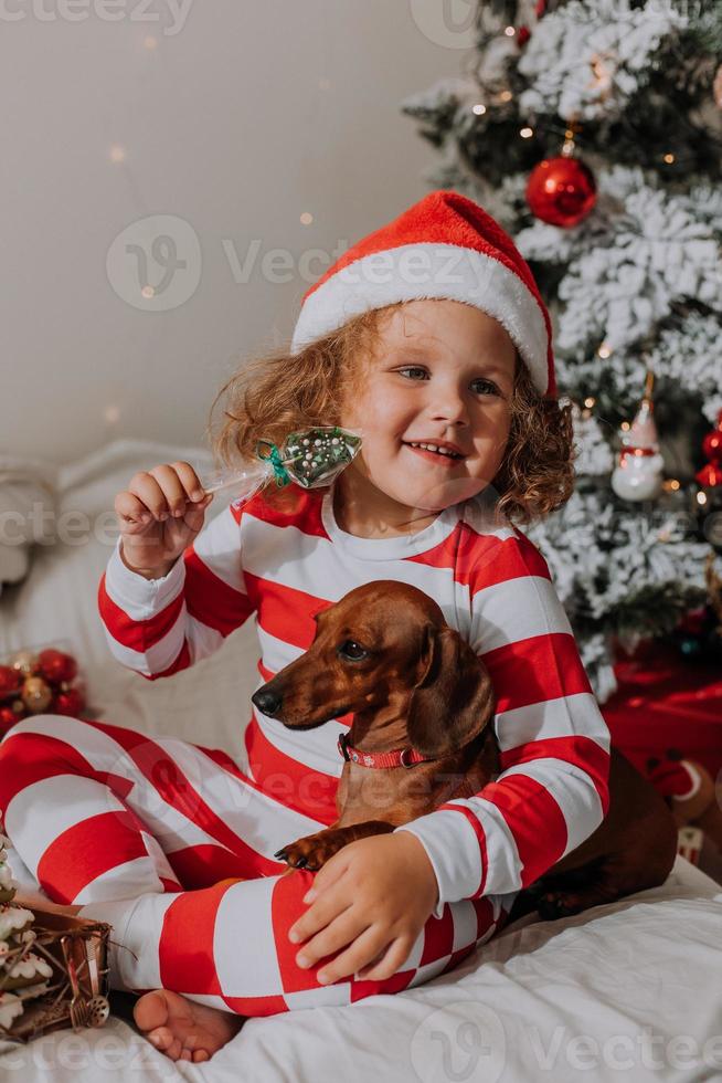 hond en weinig meisje in rood en wit pyjama eet een smakelijk eigengemaakt Kerstmis lolly zittend in bed. kind en een huisdier. baby en teckel zijn hebben pret en vieren de nieuw jaar. levensstijl foto