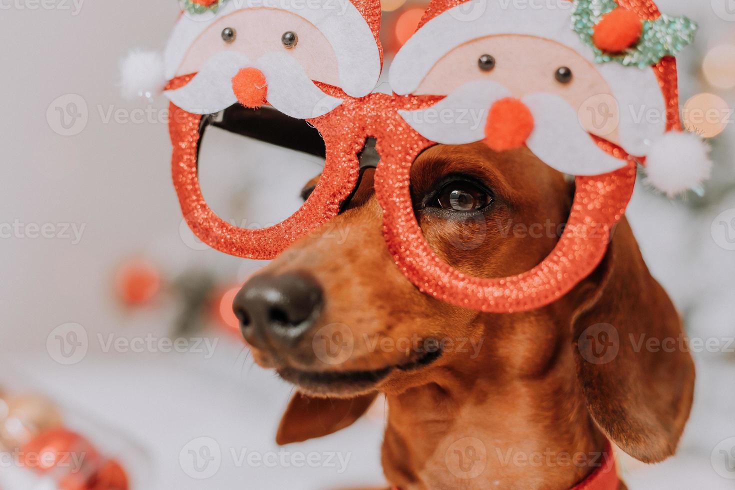 weinig teckel in grappig bril met de kerstman claus is aan het liegen Aan een wit vel tussen mandarijnen in de buurt de Kerstmis boom. Kerstmis hond. huisdier en mandarijnen. ruimte voor tekst. hoog kwaliteit foto