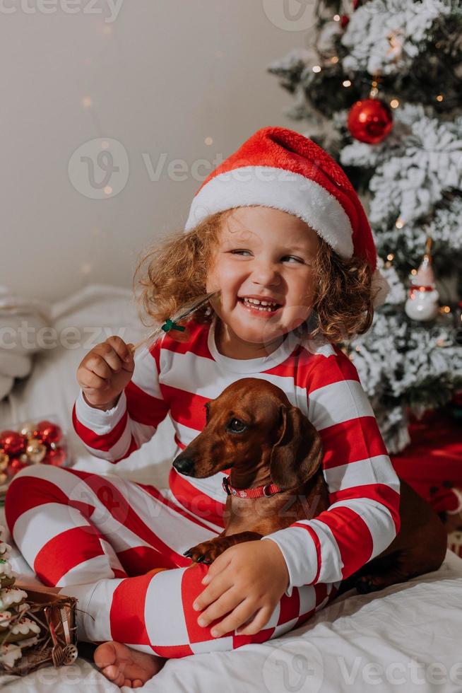 hond en weinig meisje in rood en wit pyjama eet een smakelijk eigengemaakt Kerstmis lolly zittend in bed. kind en een huisdier. baby en teckel zijn hebben pret en vieren de nieuw jaar. levensstijl foto