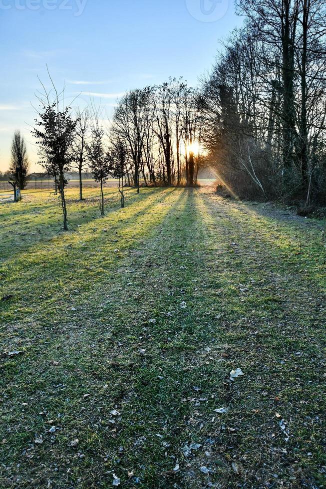 bomen Aan de pad foto