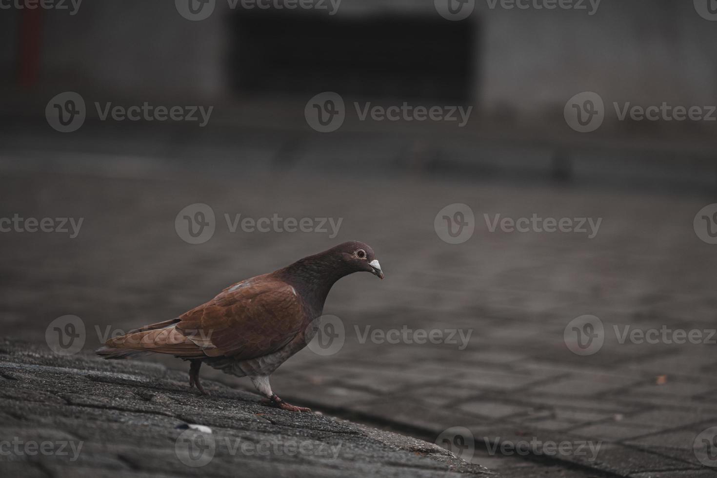 schattig bruin duif op zoek voor een voedsel foto