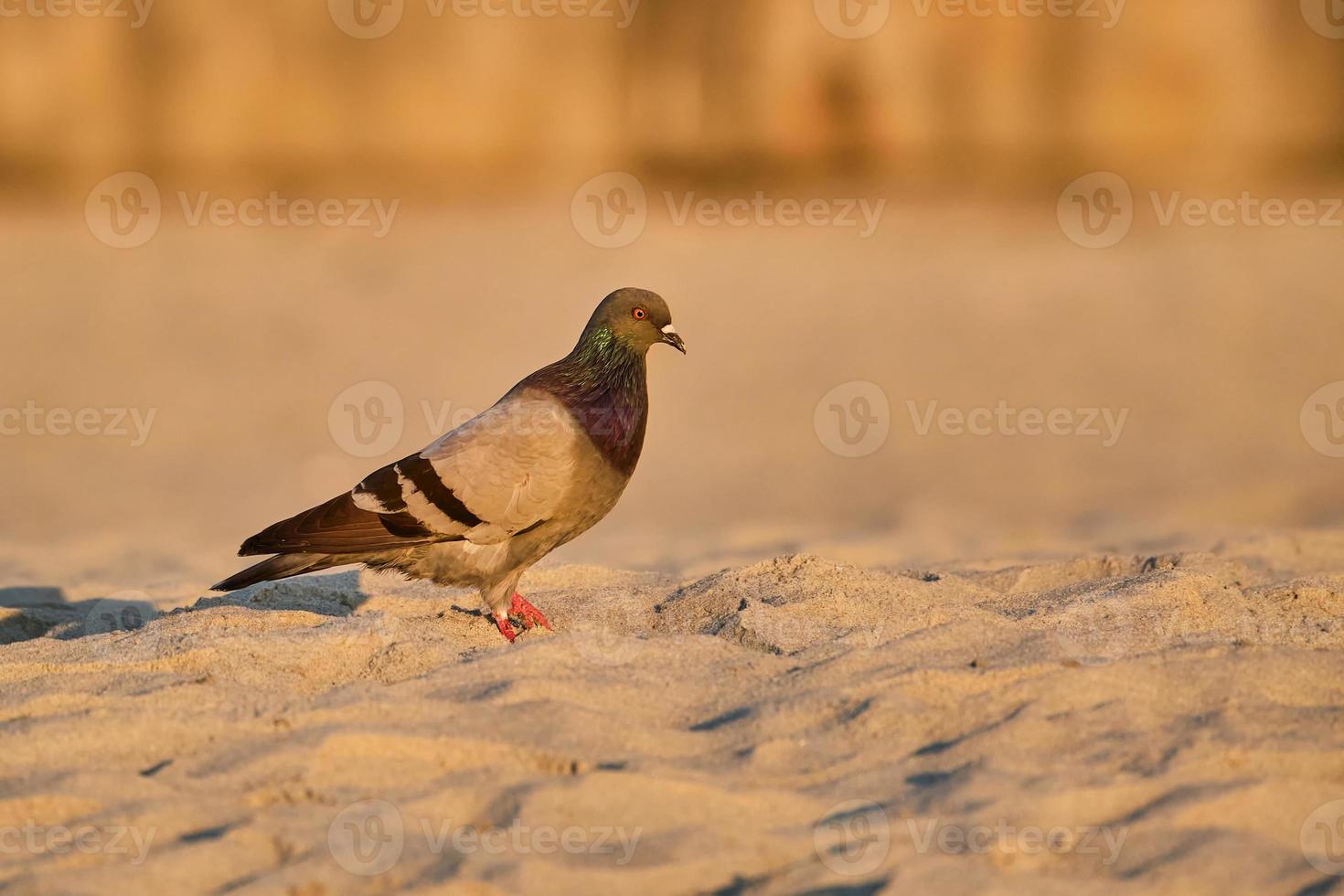 rots duif in de ochtend- zonlicht, mirte strand zuiden carolina foto