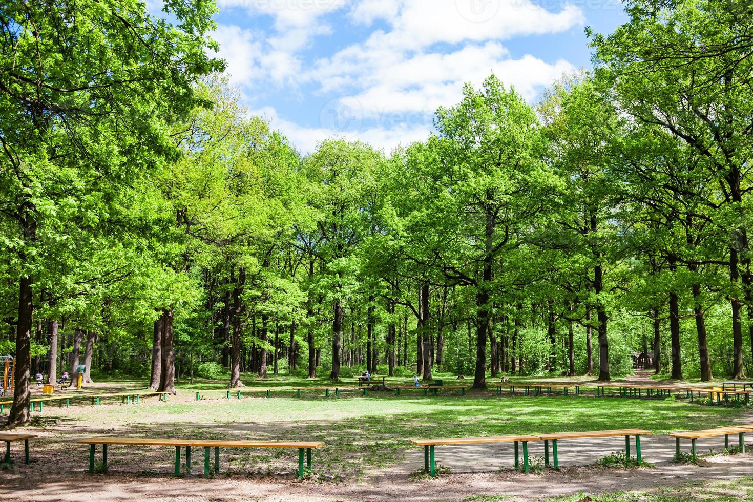 groen eik bomen en banken in stad tuin foto