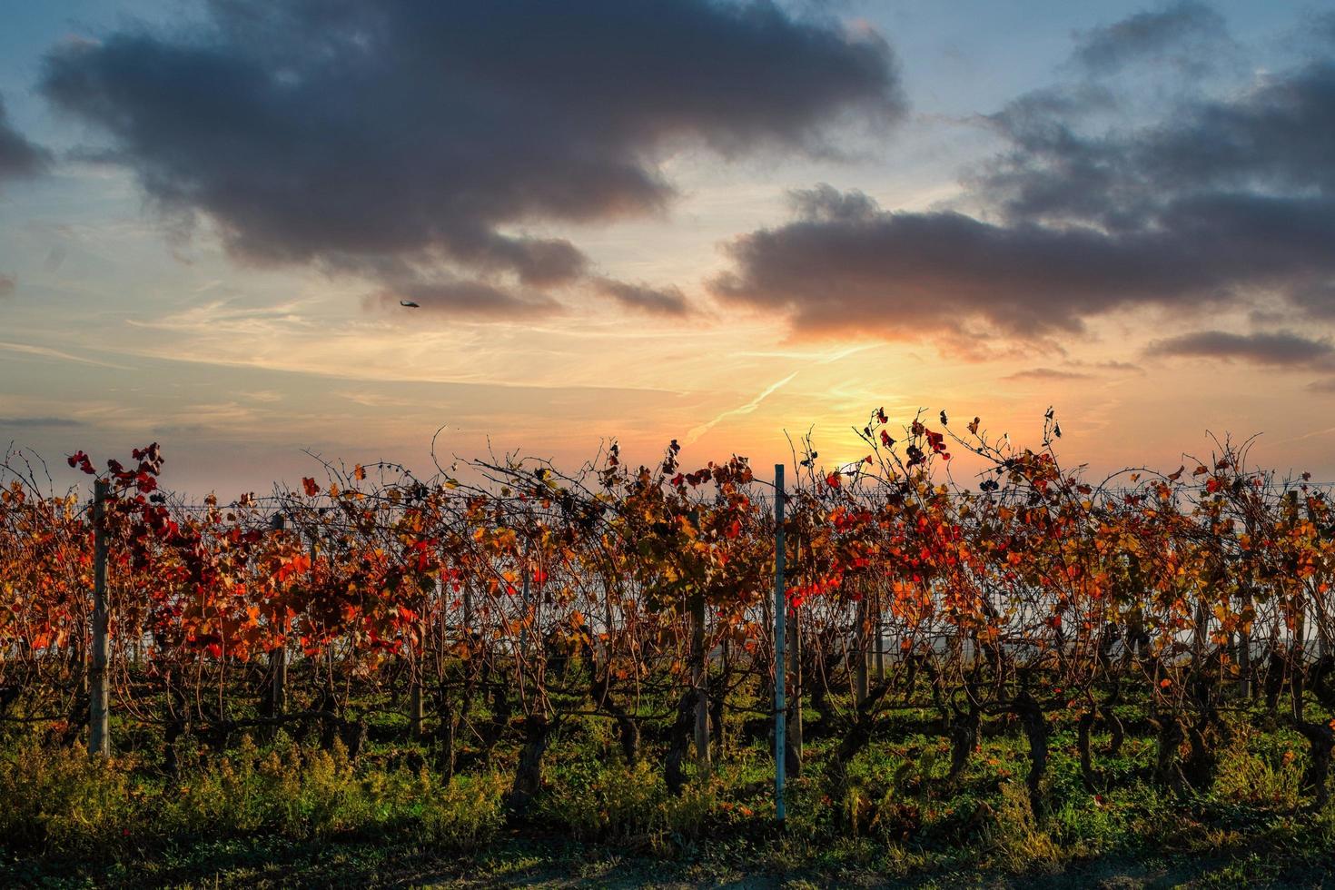 de geweldig kleuren van de wijngaarden in de piemontese langhe in herfst, in de serralunga d'alba Oppervlakte in 2022 foto