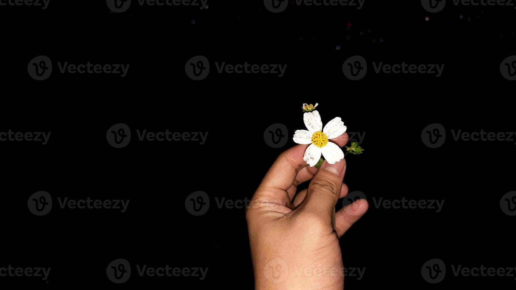 links hand- Holding wit bloem Aan donker zwart achtergrond 02 foto