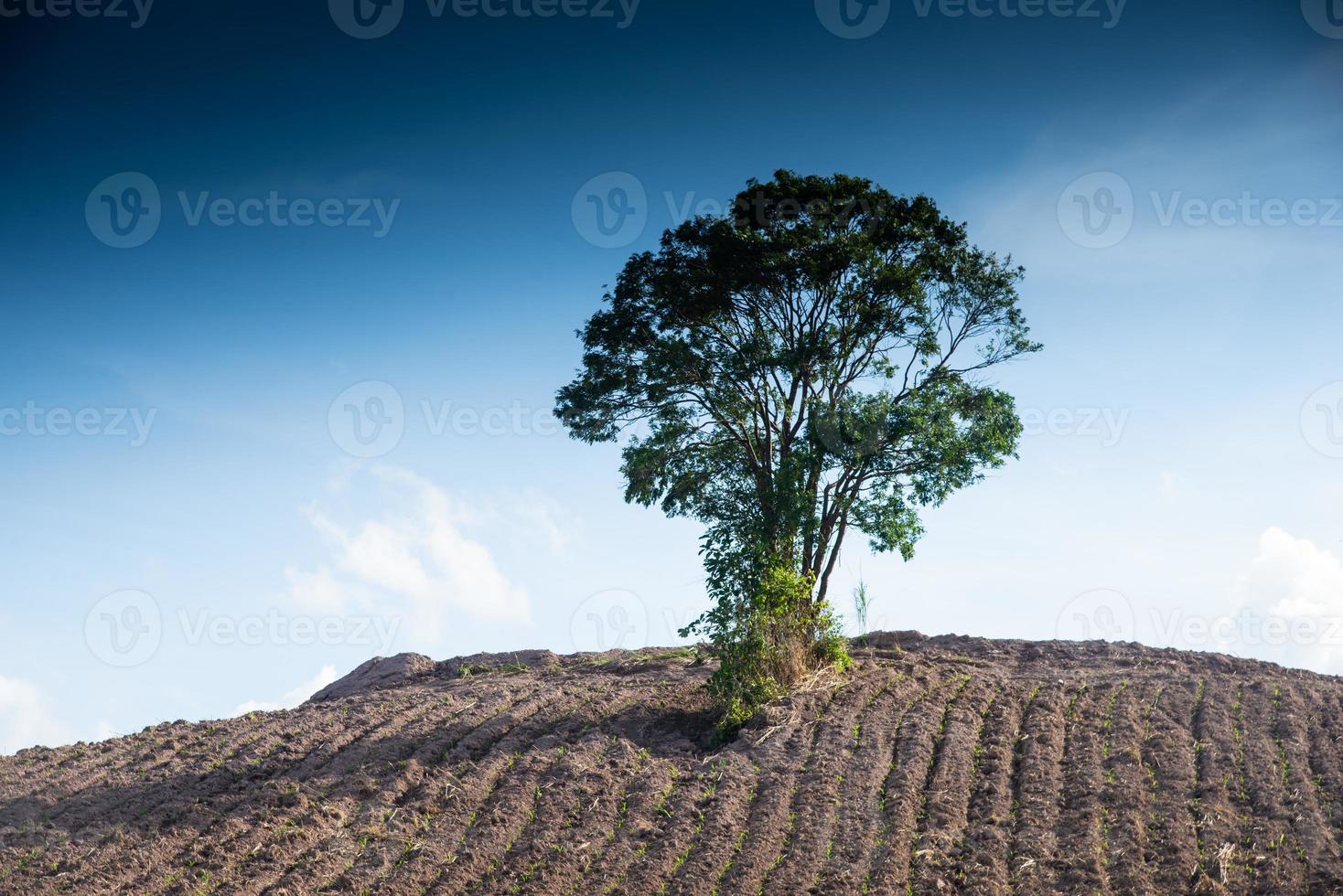 groen en eenzaamheid concept, boom met de wolk en lucht Aan de grond foto