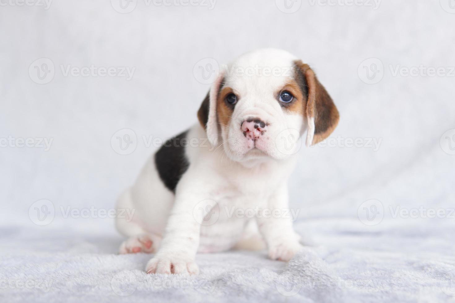 schattig brak puppy leeftijd een maand zittend en op zoek naar voren. afbeelding hebben kopiëren ruimte voor advertentie of tekst. foto