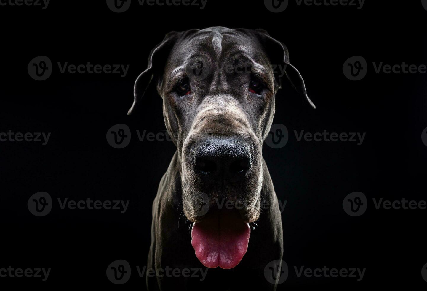 portret van een Duitse Dog, op een afgelegen zwarte achtergrond. foto