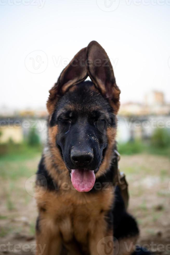 portret van een puppy van de Duitse herder. foto