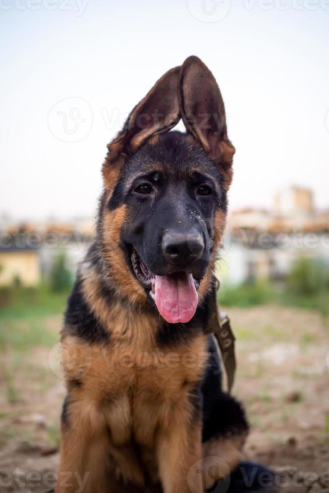 portret van een puppy van de Duitse herder. foto