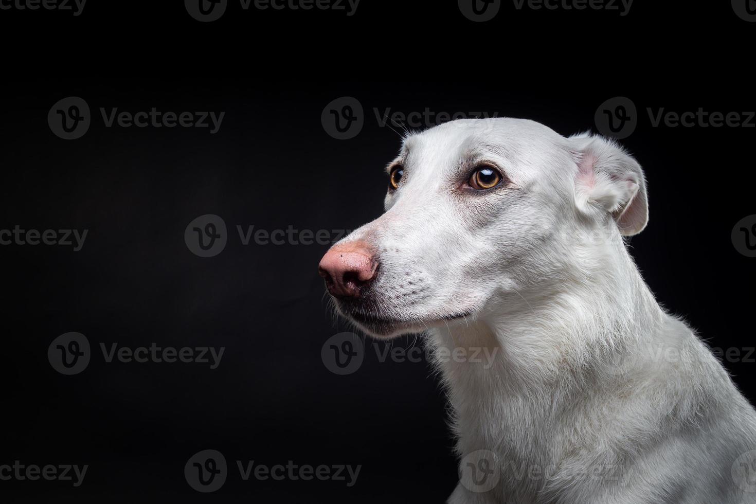 portret van een wit hond, Aan een geïsoleerd zwart achtergrond. foto