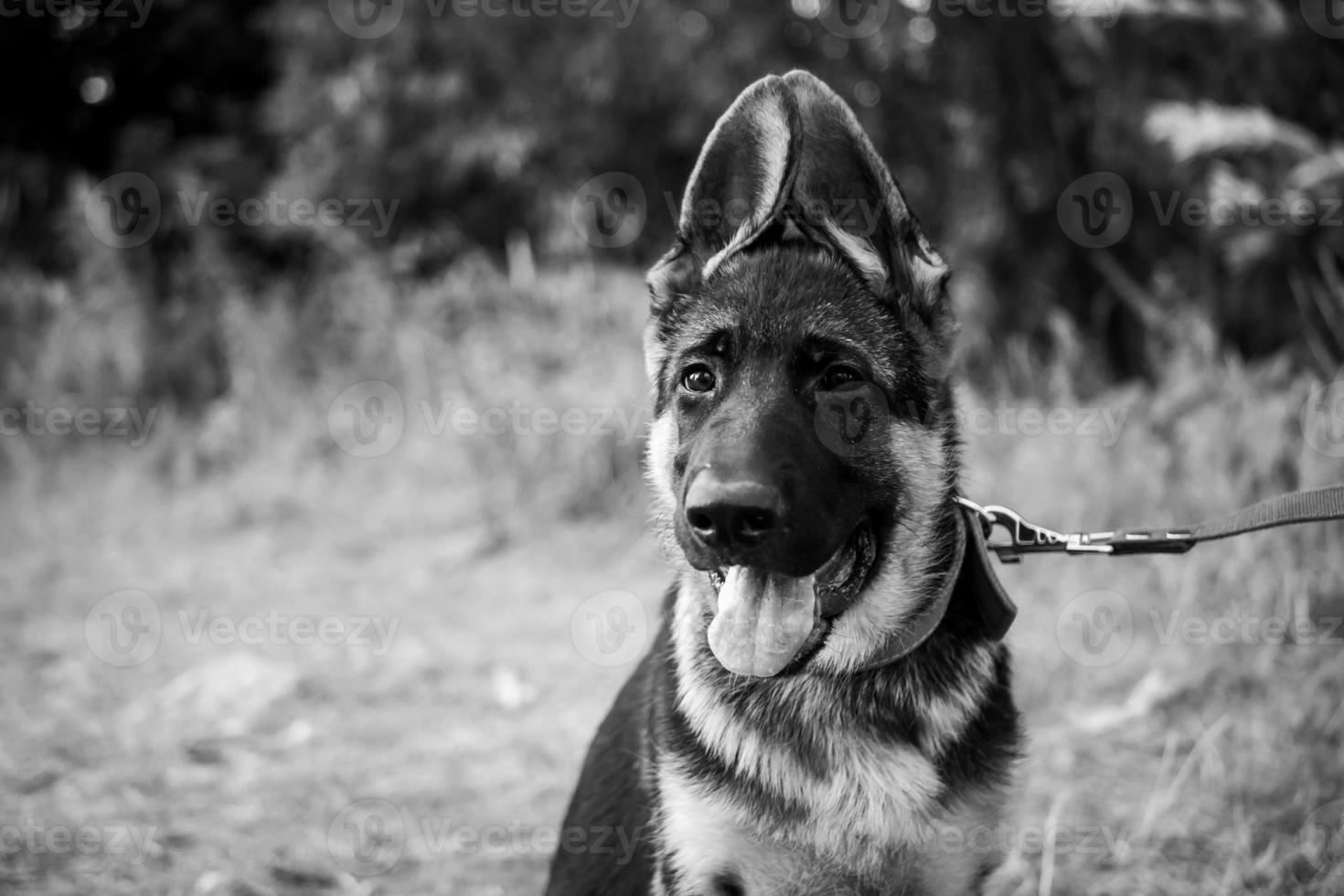 portret van een puppy van de Duitse herder. foto