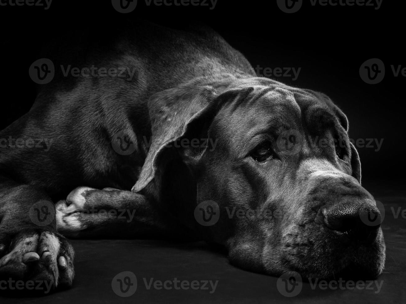 portret van een Duitse Dog, op een afgelegen zwarte achtergrond. foto