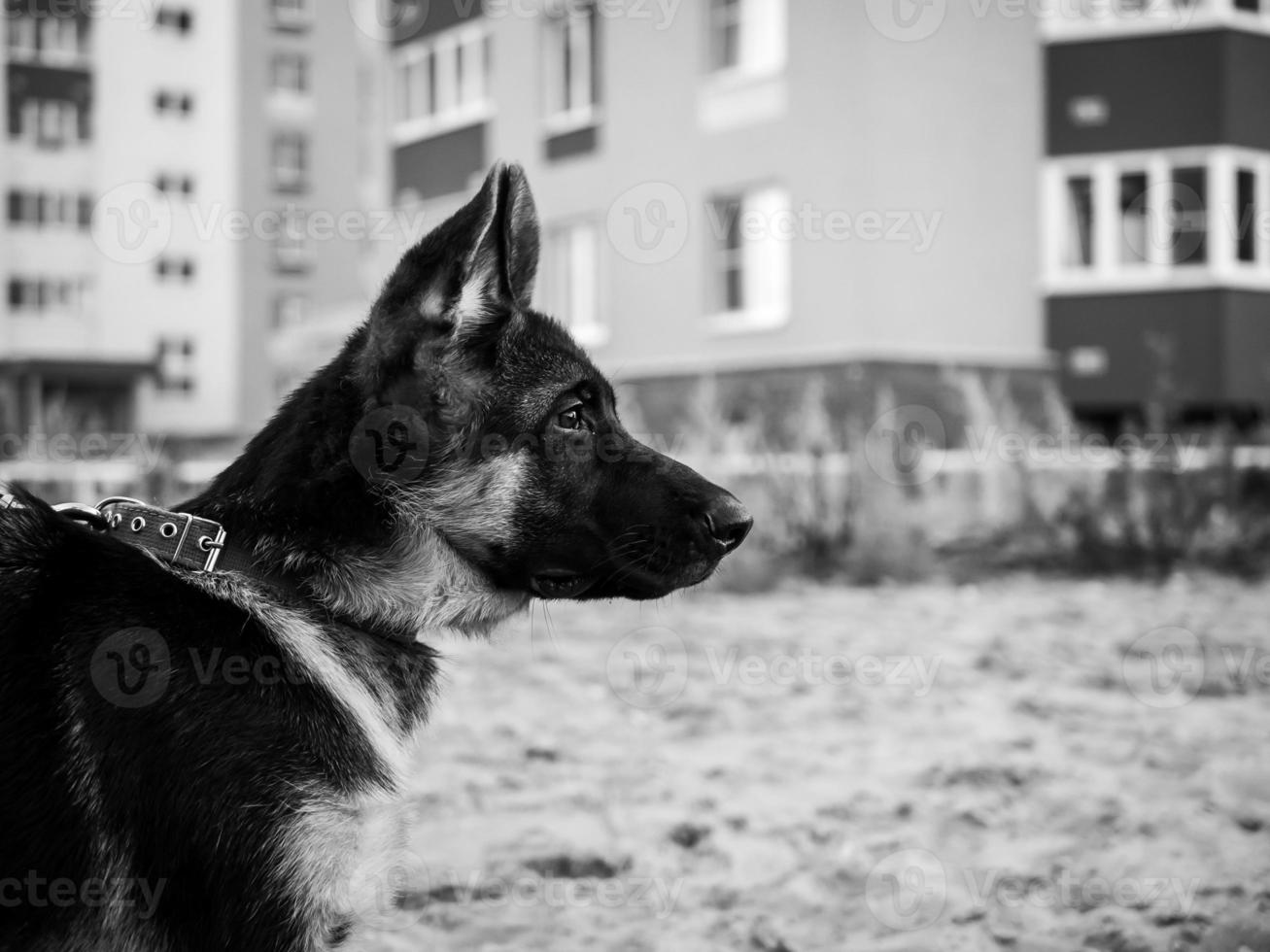 portret van een puppy van de Duitse herder. foto