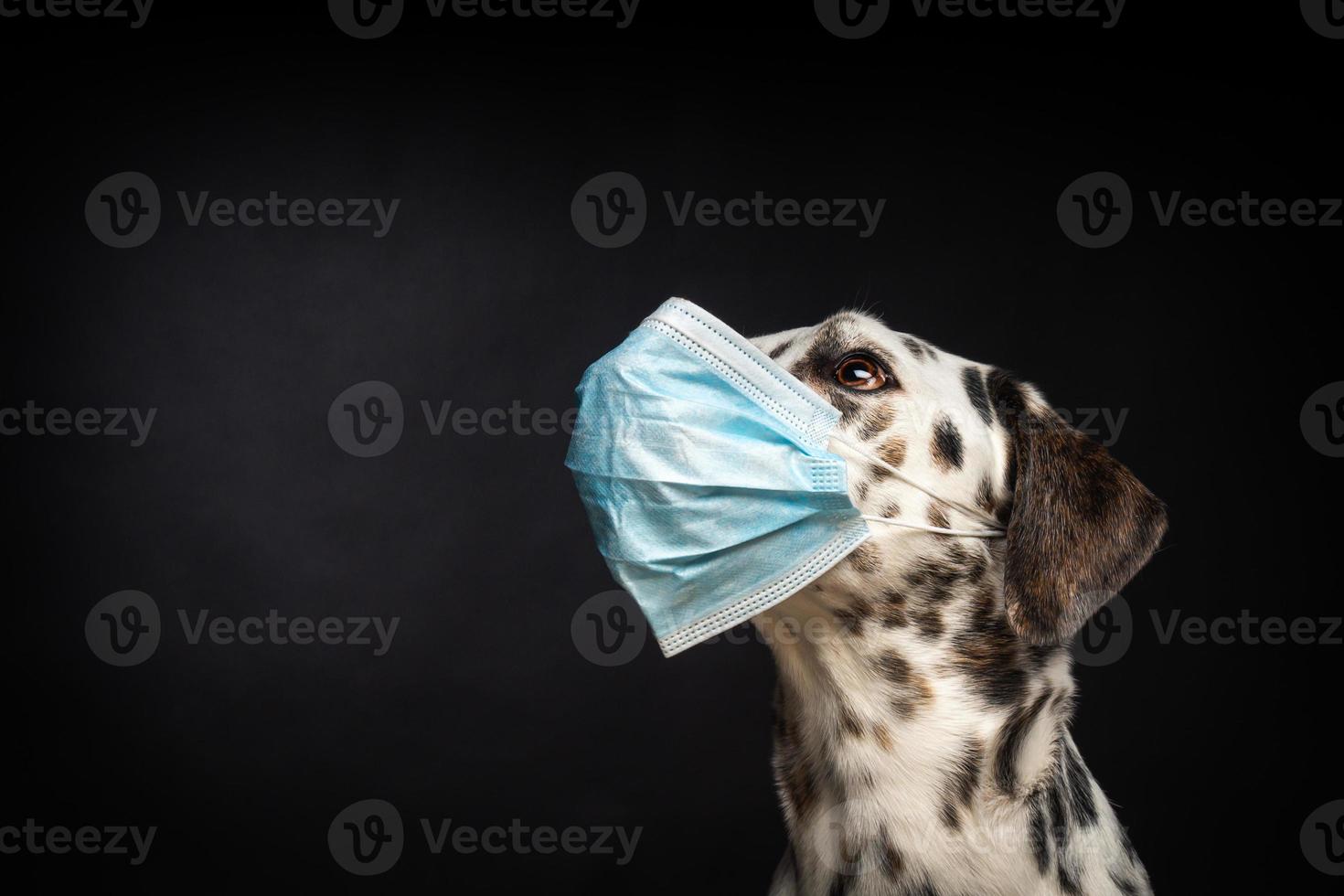 portret van een dalmatiër ras hond in een beschermend medisch masker, Aan een zwart achtergrond. foto