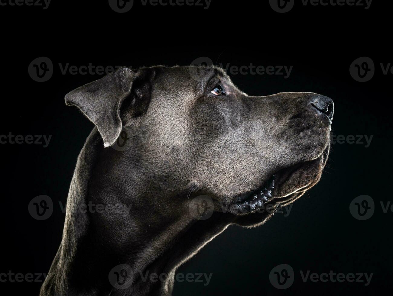 portret van een Duitse Dog, op een afgelegen zwarte achtergrond. foto