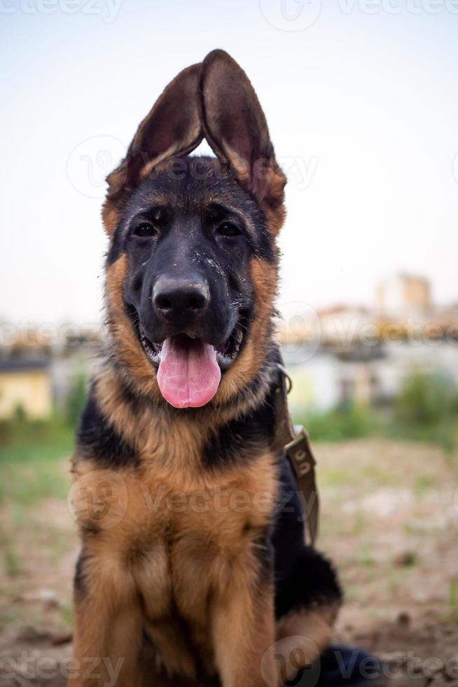 portret van een puppy van de Duitse herder. foto