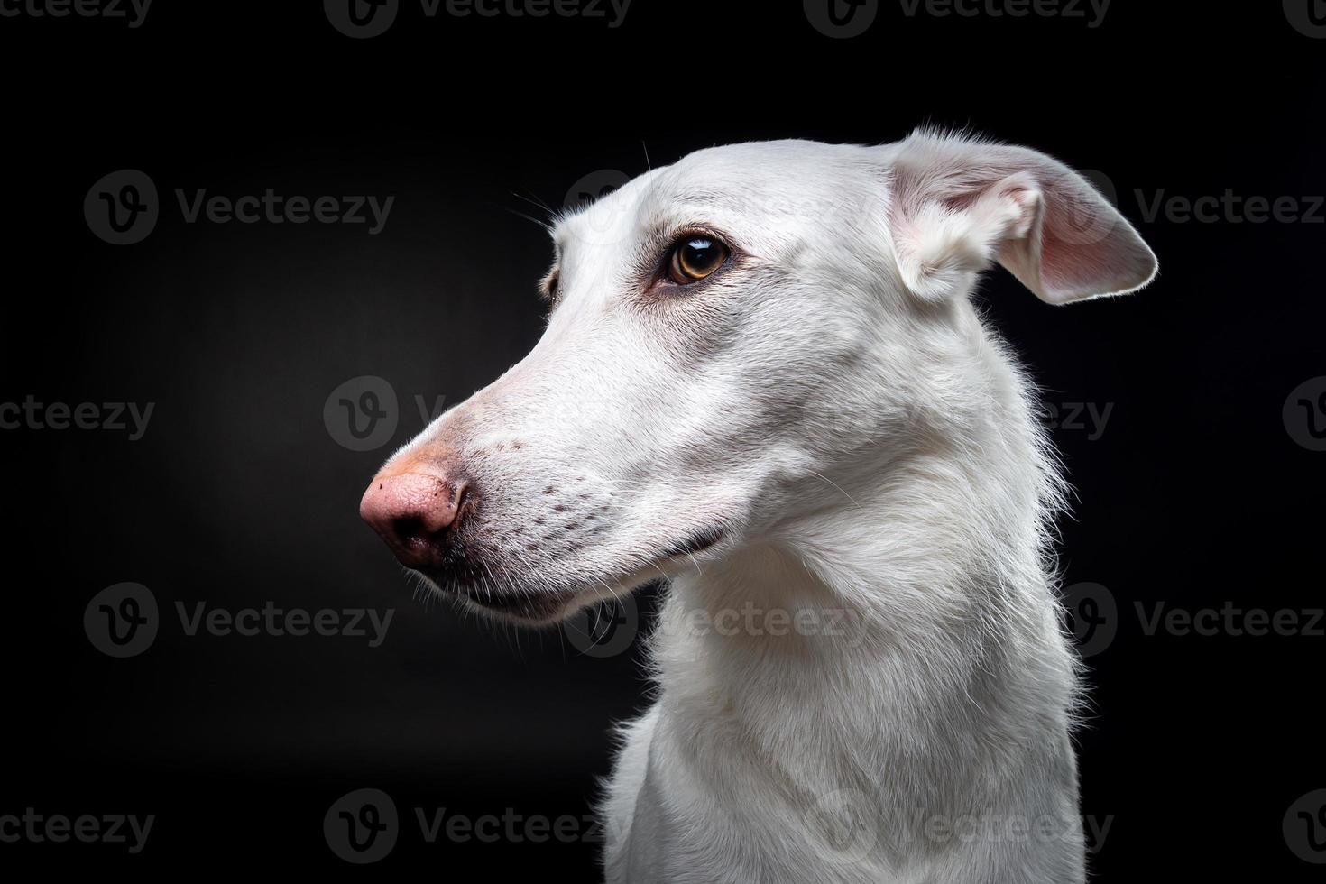 portret van een wit hond, Aan een geïsoleerd zwart achtergrond. foto